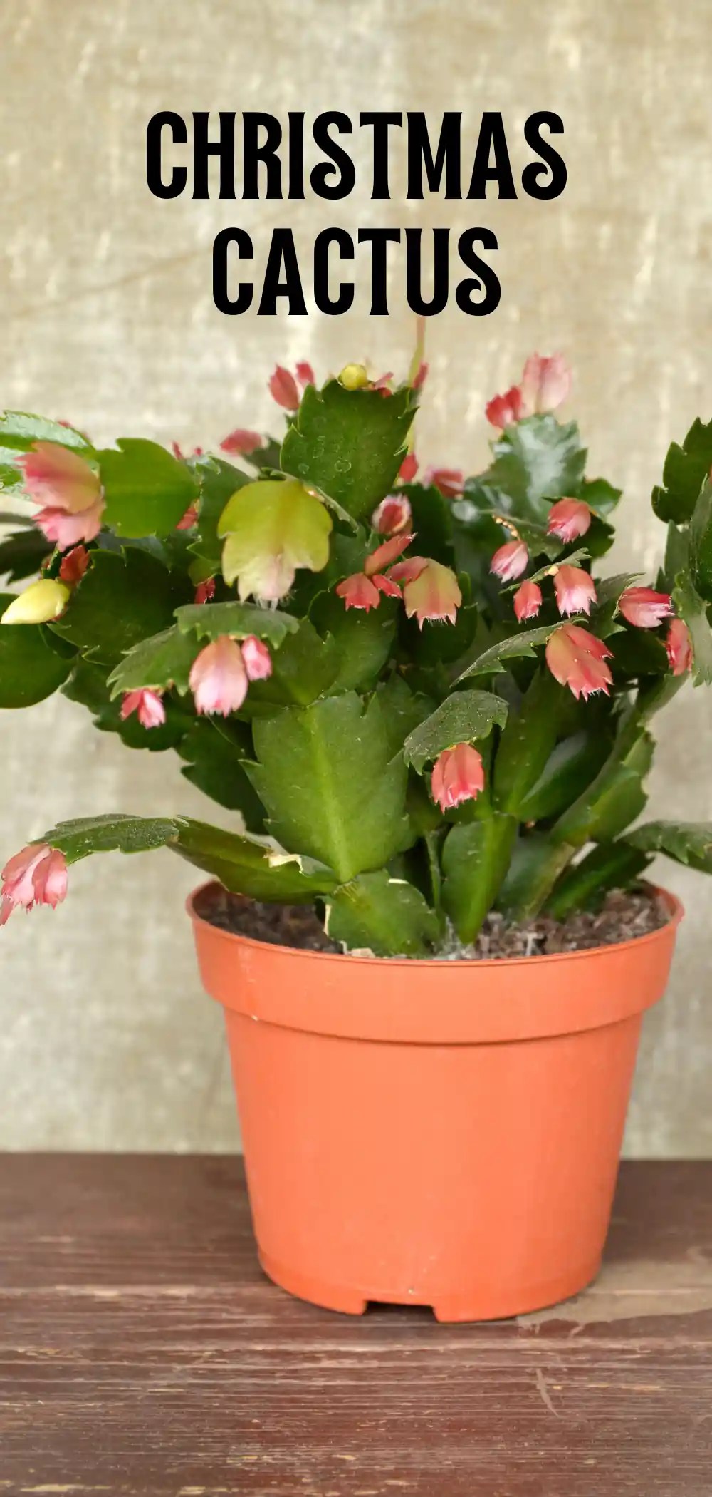 Cactus or Succulent? A Complete Guide to 16 Plants