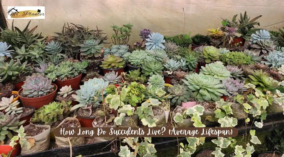 How Long Do Succulents Live? (Average Lifespan)