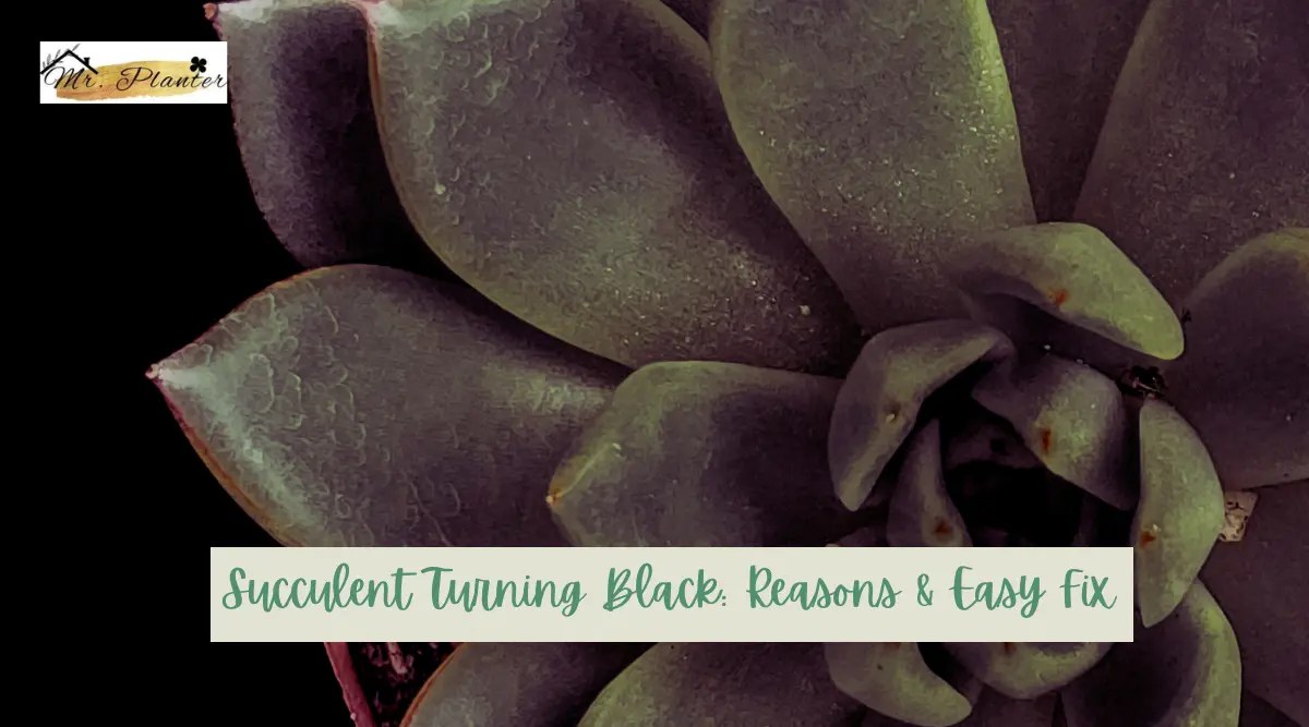 Succulent Turning Black Reasons & Easy Fix