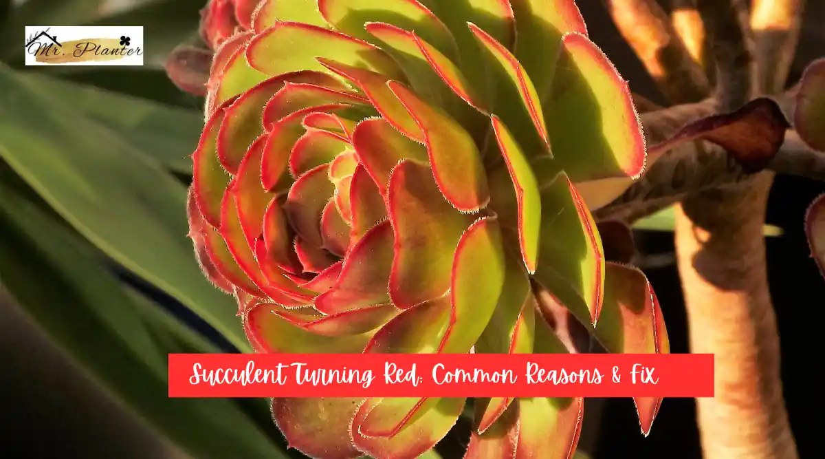 Succulent Turning Red Common Reasons & Fix