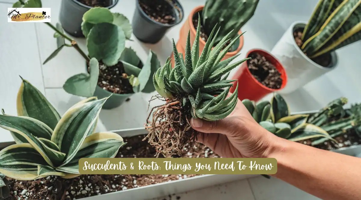 Succulents & Roots 8 Things You Need To Know