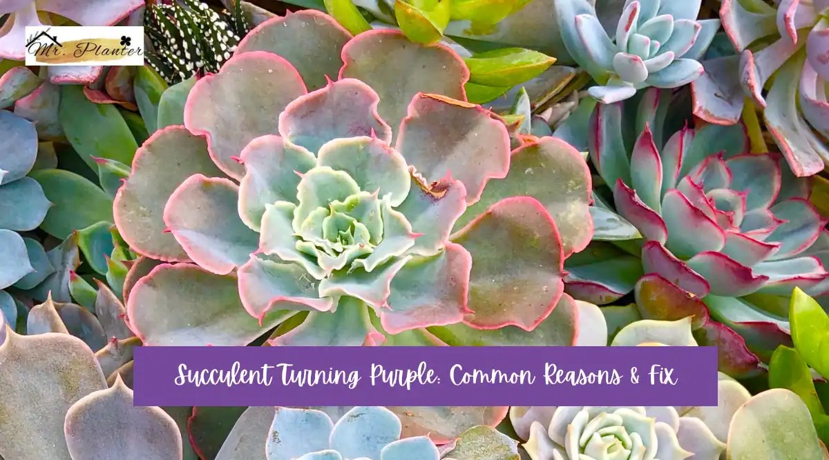 Succulent Turning Purple Common Reasons & Fix
