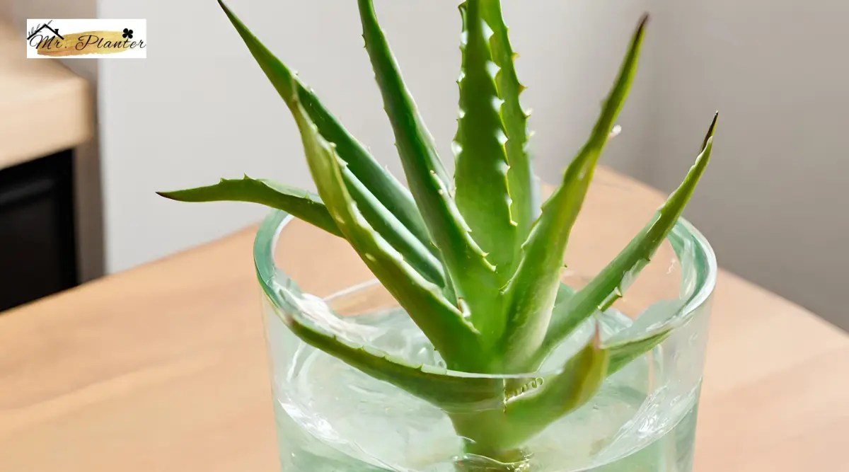 Can Aloe Vera Plant Grow in Water? (Answered)