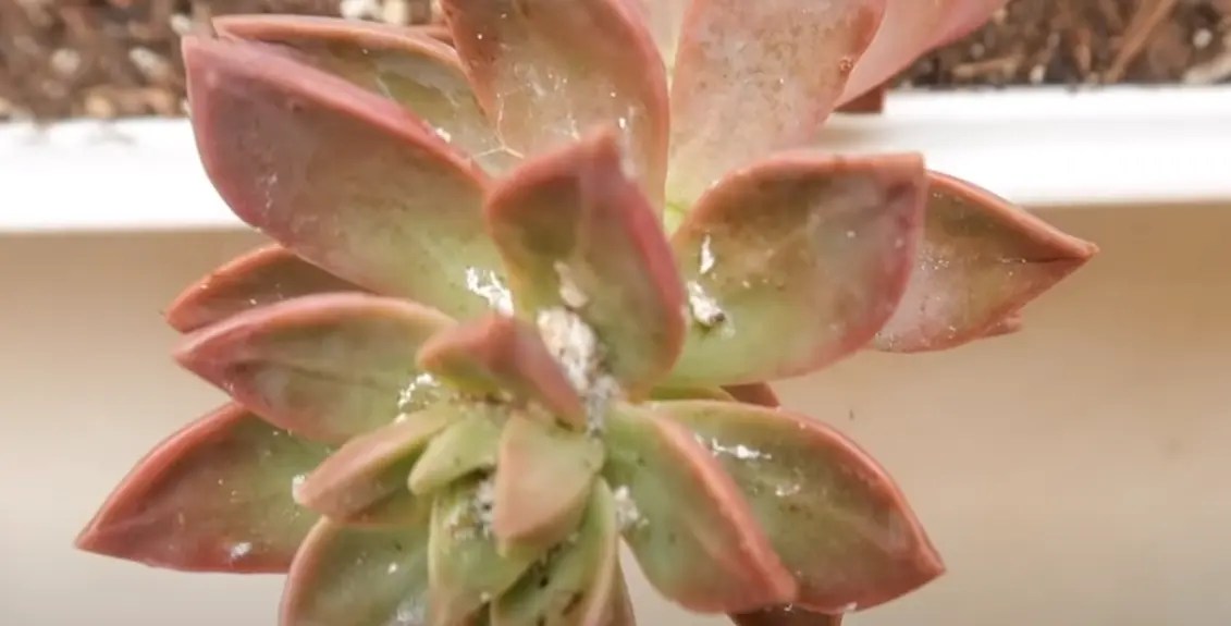 Why is My Succulent Turning Pink? (The Answer & Quick Fix)