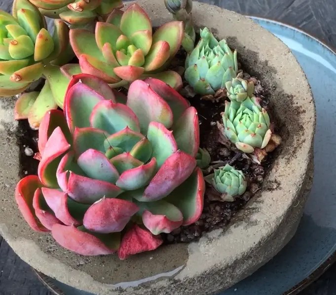 Why is My Succulent Turning Pink? (The Answer & Quick Fix)
