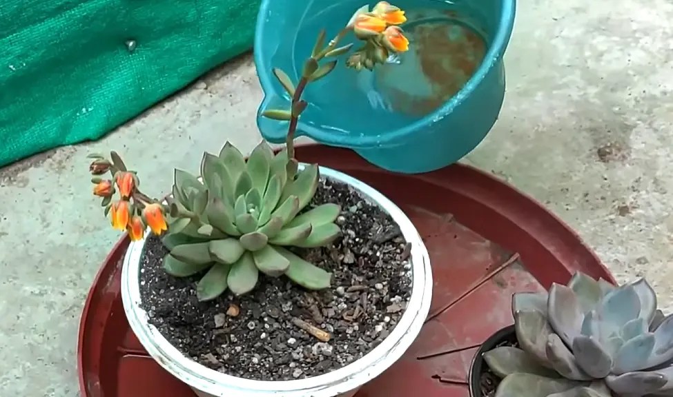 Why is My Succulent Turning Pink? (The Answer & Quick Fix)