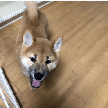 柴犬ゴンとテツのポカポカ日和」 影山 直美[コミックエッセイ]（電子版） - Kadokawa まゆげ柴犬ごん（2ヶ月）のすくすく日記【4】お散歩デビュー編 | リビング北摂Web