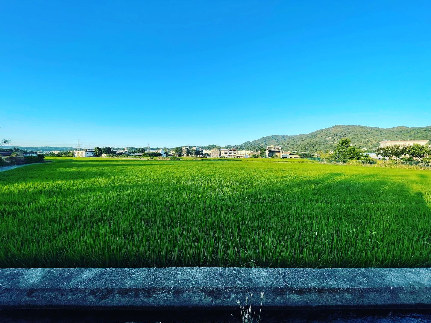 新竹｜橫山-隘口-六家 秘境？沿著油羅溪堤防旁緩緩騎的鄉野記事