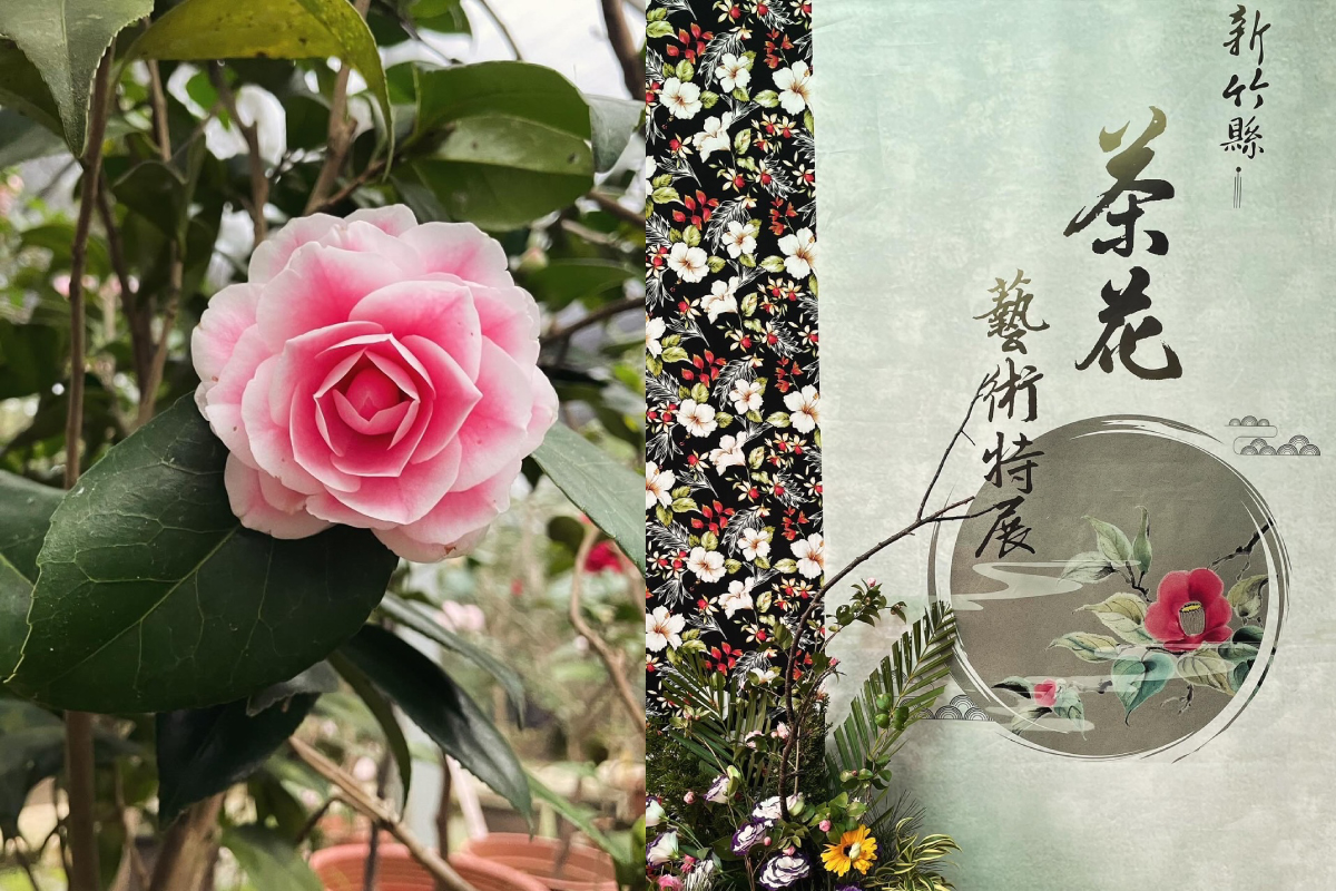 生活｜千葉茶花休閒農莊賞茶花。療癒綠植DIY。禪繞畫體驗。新竹縣茶花藝術特展