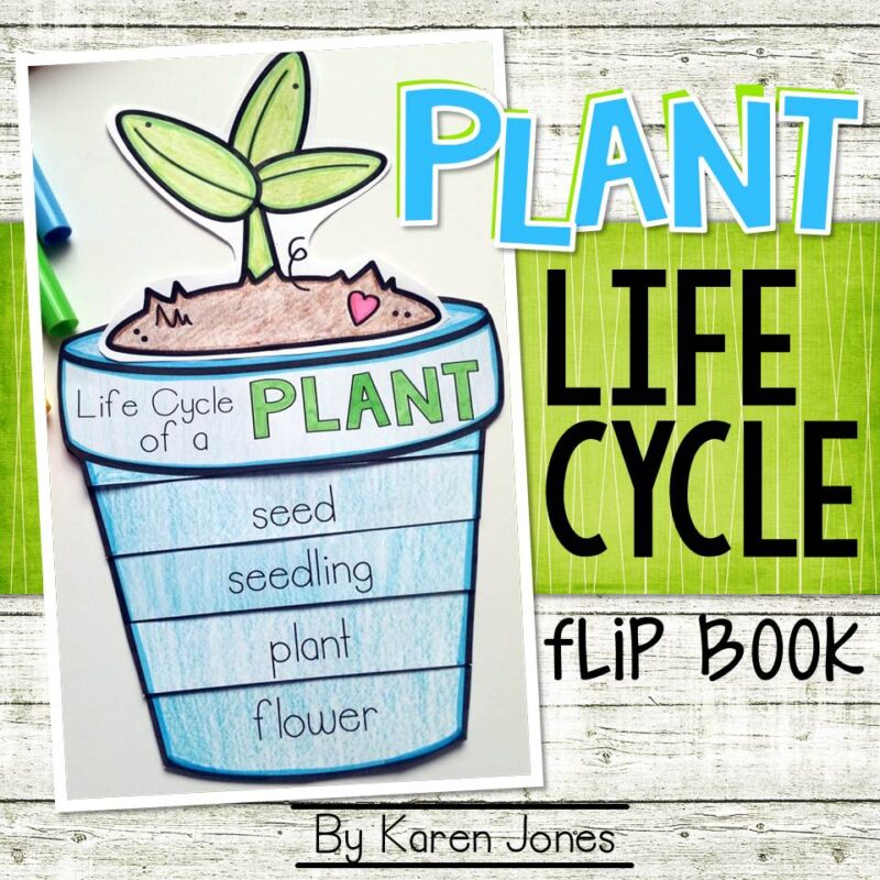 Plants Life Cycle Flip Book Mrs Jones's Class