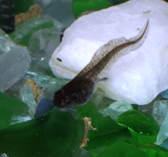 Our Tadpoles