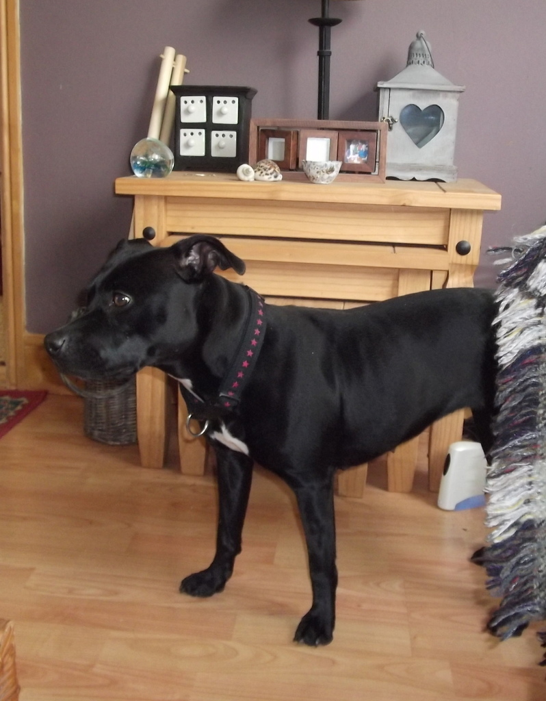 mrs murray cat and dog home