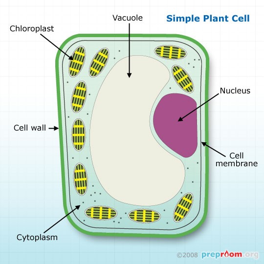 Leaf Cell Labelled Diagram