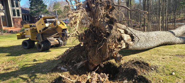 Tree Stump Removal Services in Holly Michigan Mr Stump