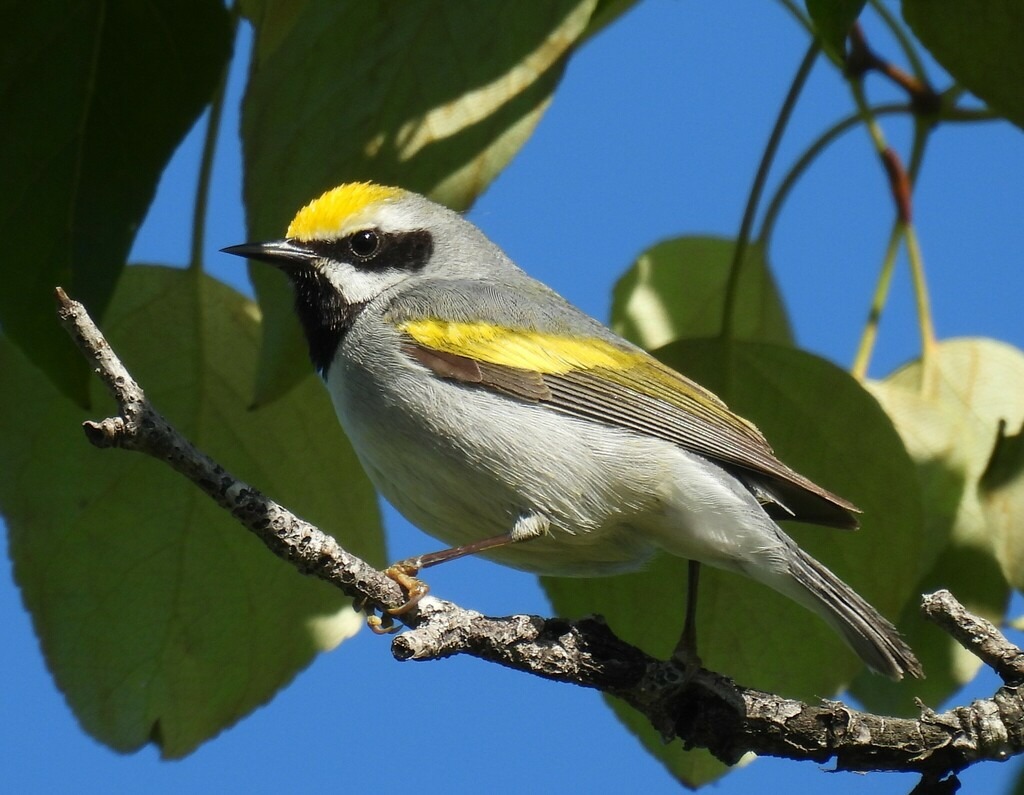 May Program “The Conservation of Goldenwinged Warblers Nesting and