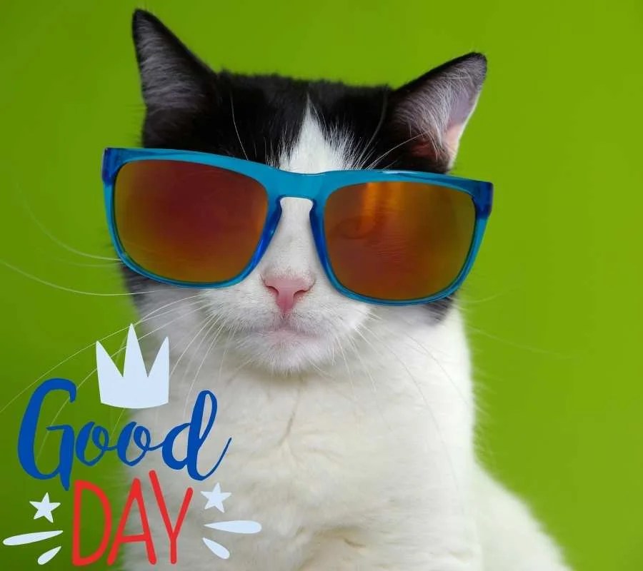 Beautiful Good Morning Cat Images Download Free in HD