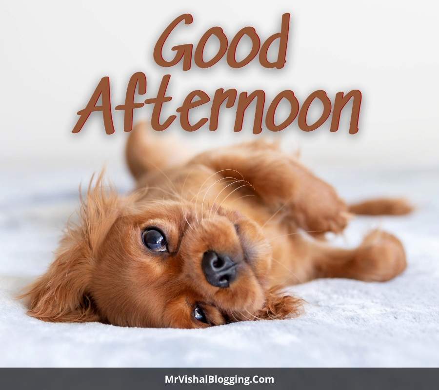 63+ Good Afternoon HD Images, Photos, Pictures, Pics, Quotes