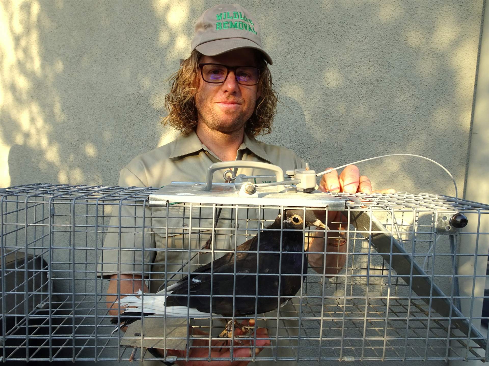 Bird Control MR Wildlife Removal