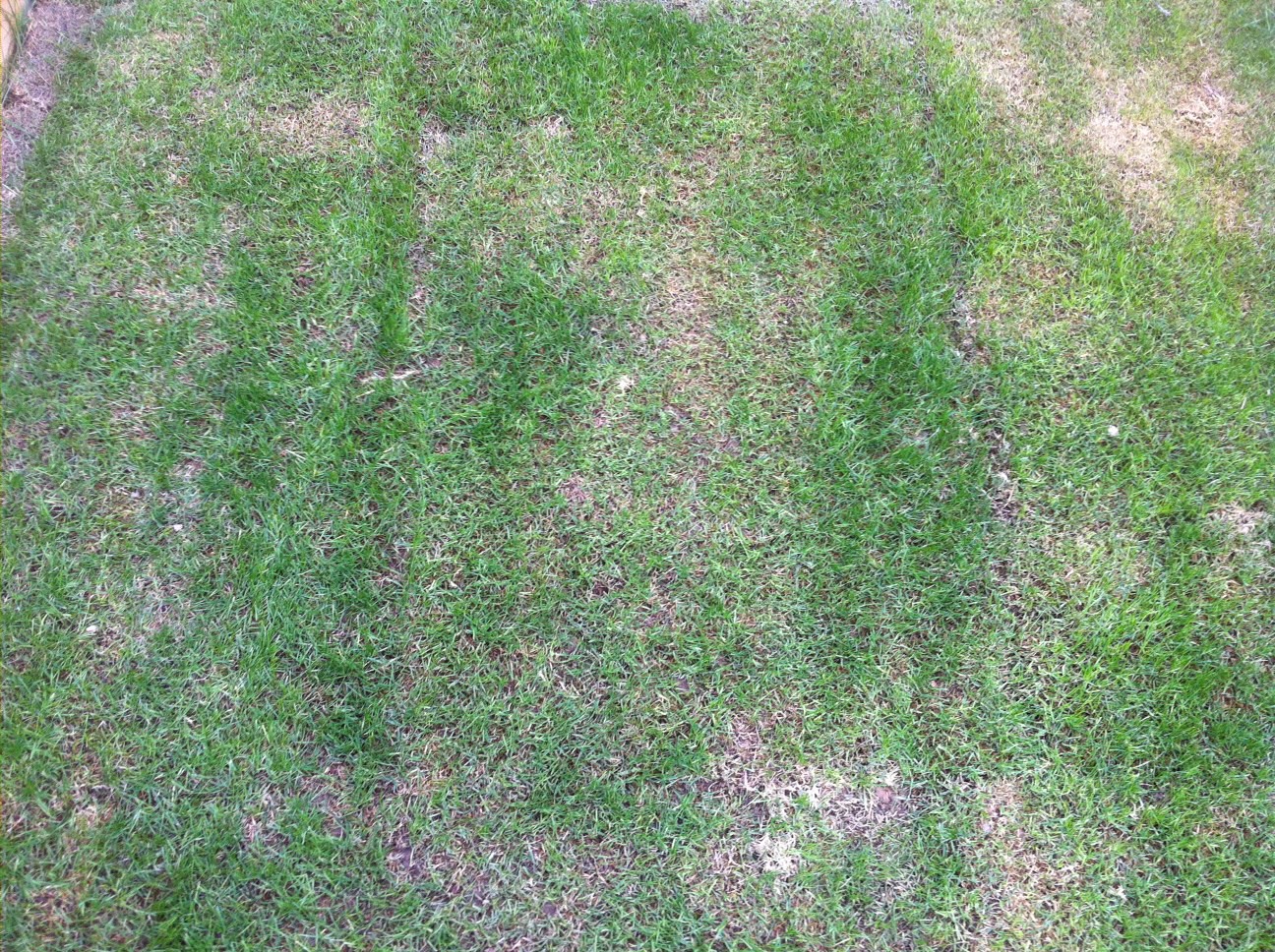 Pre Emergent Weed Control/Watering/Fertilizer Mr. WiseGrassArizona