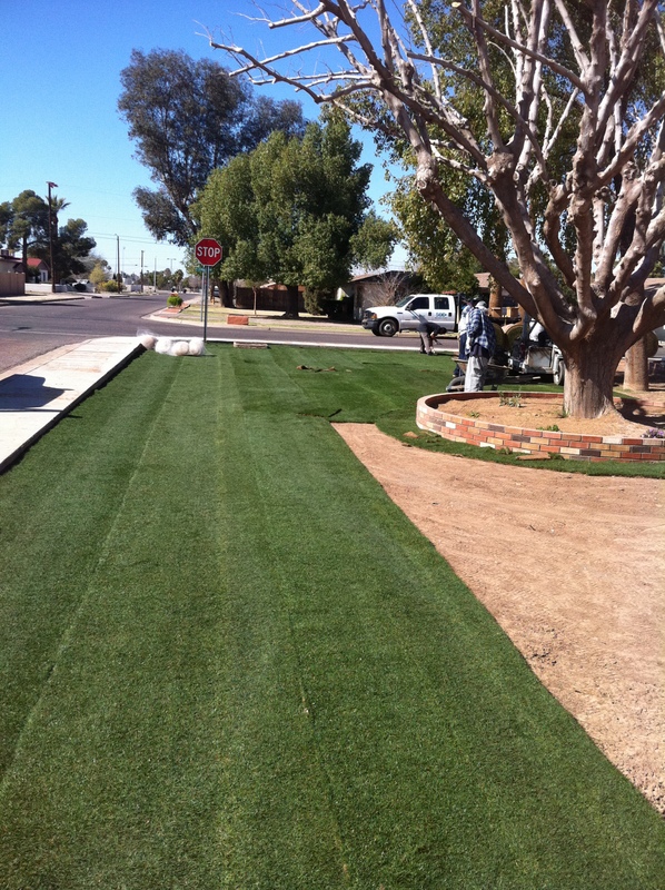 Pre Emergent Weed Control/Watering/Fertilizer Mr. WiseGrassArizona Sod & California Sod Blog