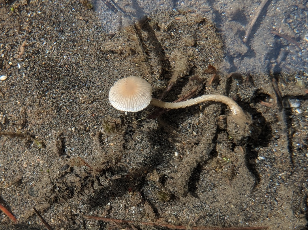 Underwater_Mushroom Mycological Society of America