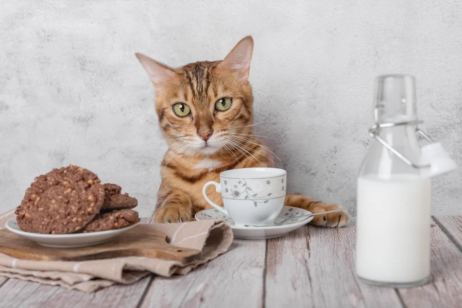 Can Cats Drink LactoseFree Milk
