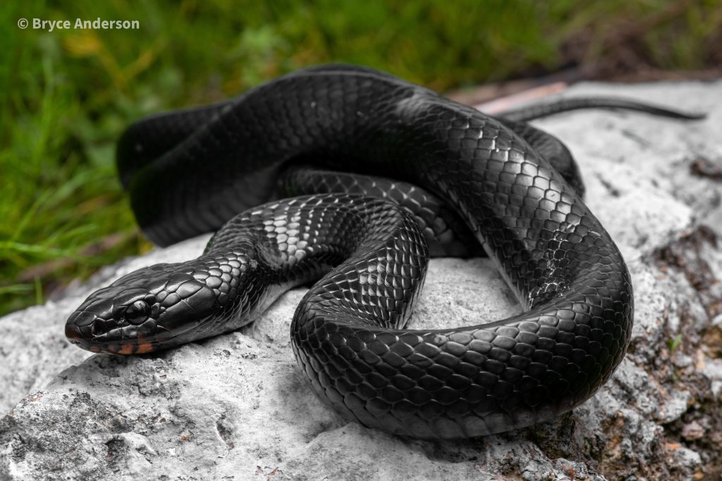 Eastern Indigo Snake Reptiles and Amphibians of Mississippi