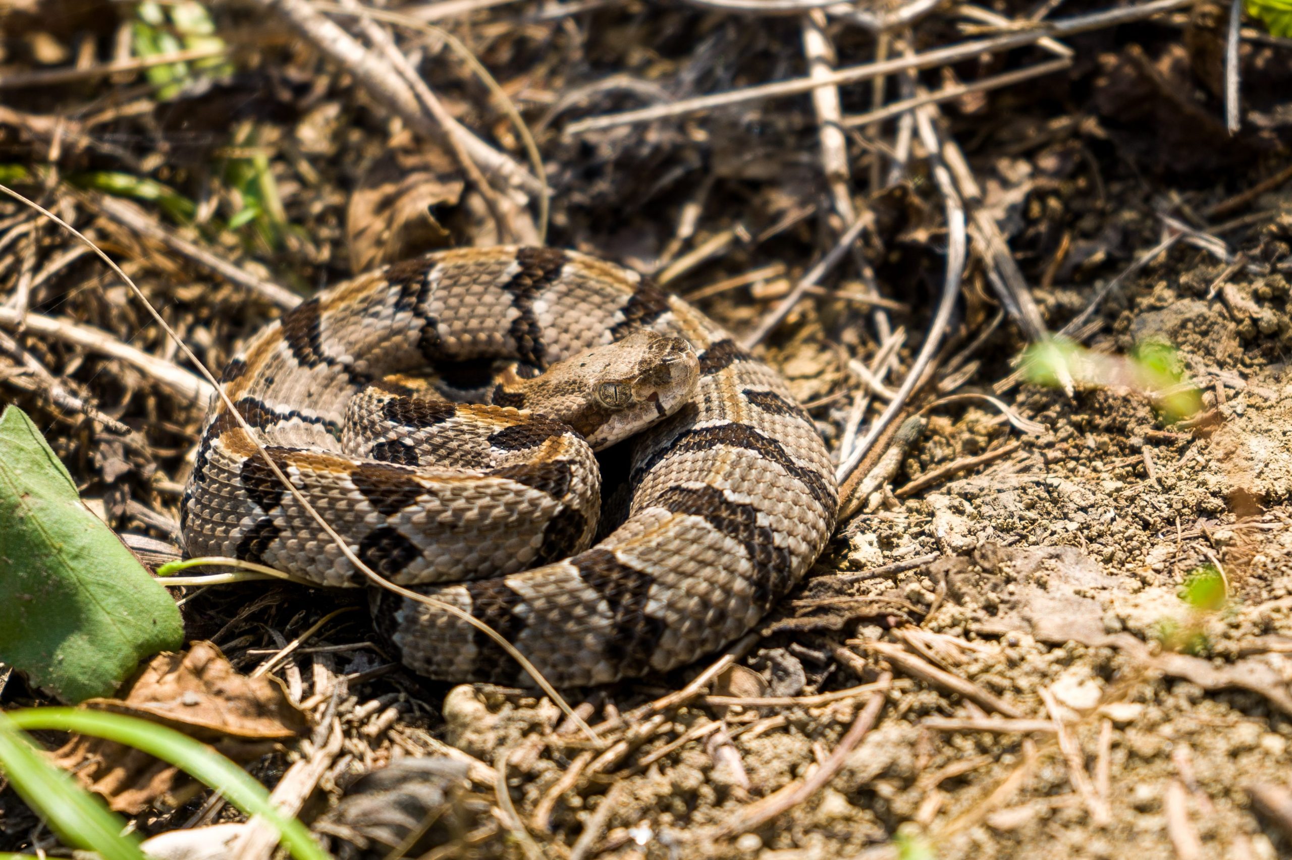 Timber Rattlesnake Reptiles and Amphibians of Mississippi