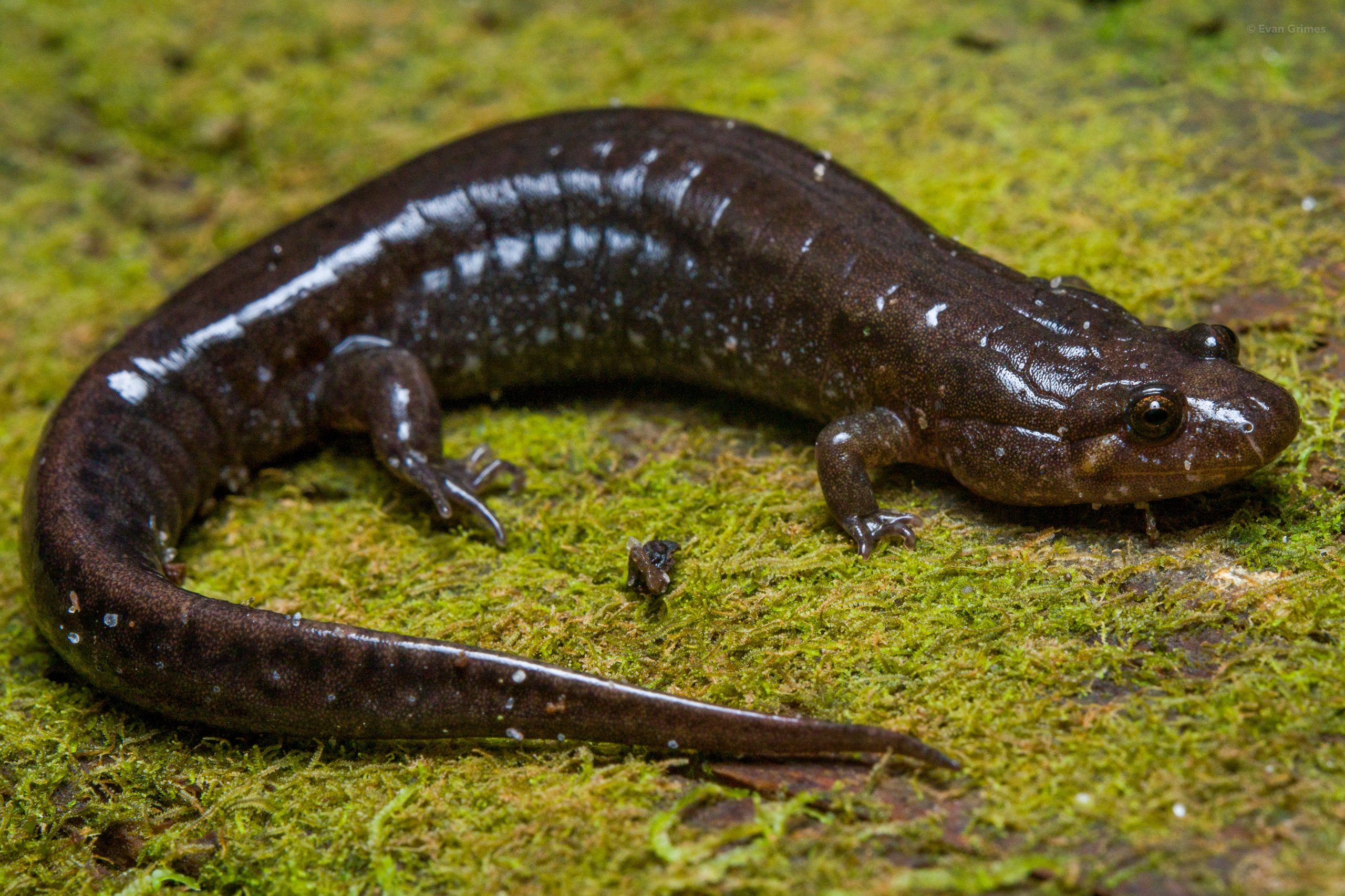 Spotted Dusky Salamander Reptiles and Amphibians of Mississippi