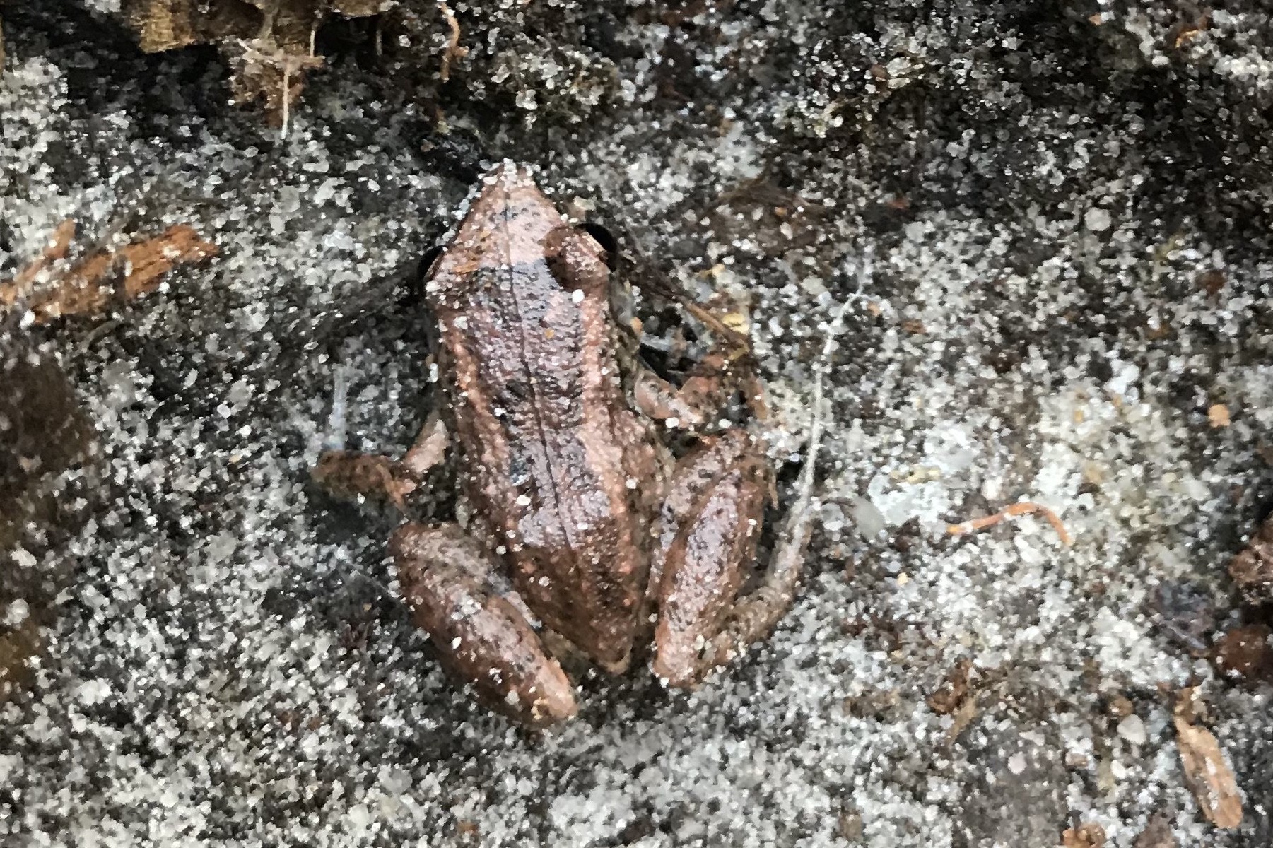 Greenhouse Frog Reptiles and Amphibians of Mississippi