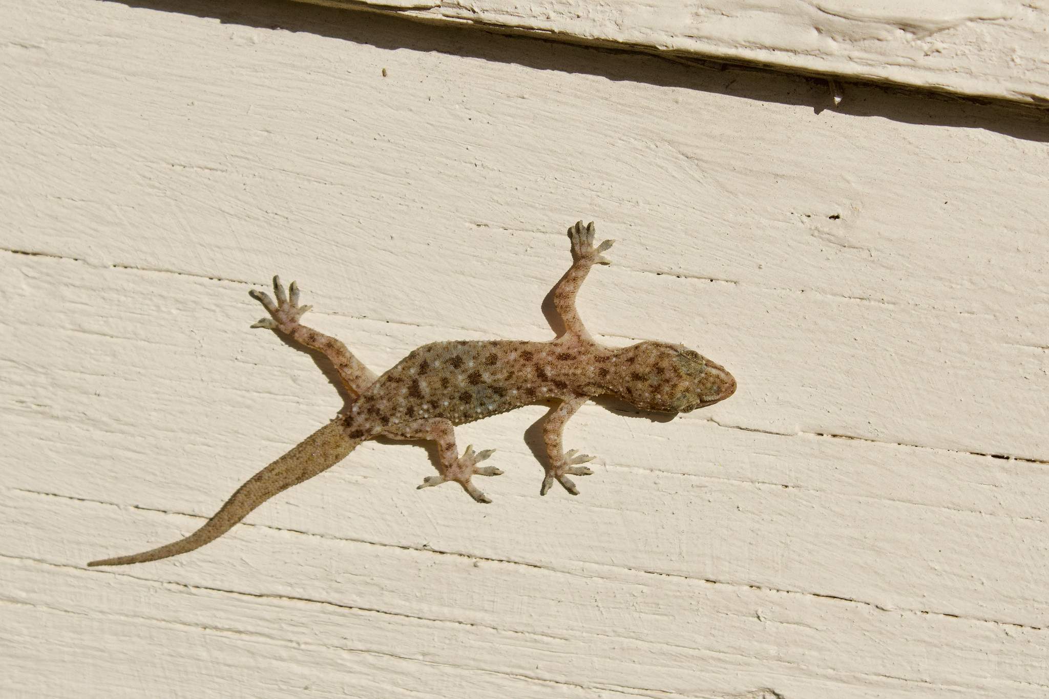 Sri Lankan Spotted House Gecko Reptiles and Amphibians of Mississippi