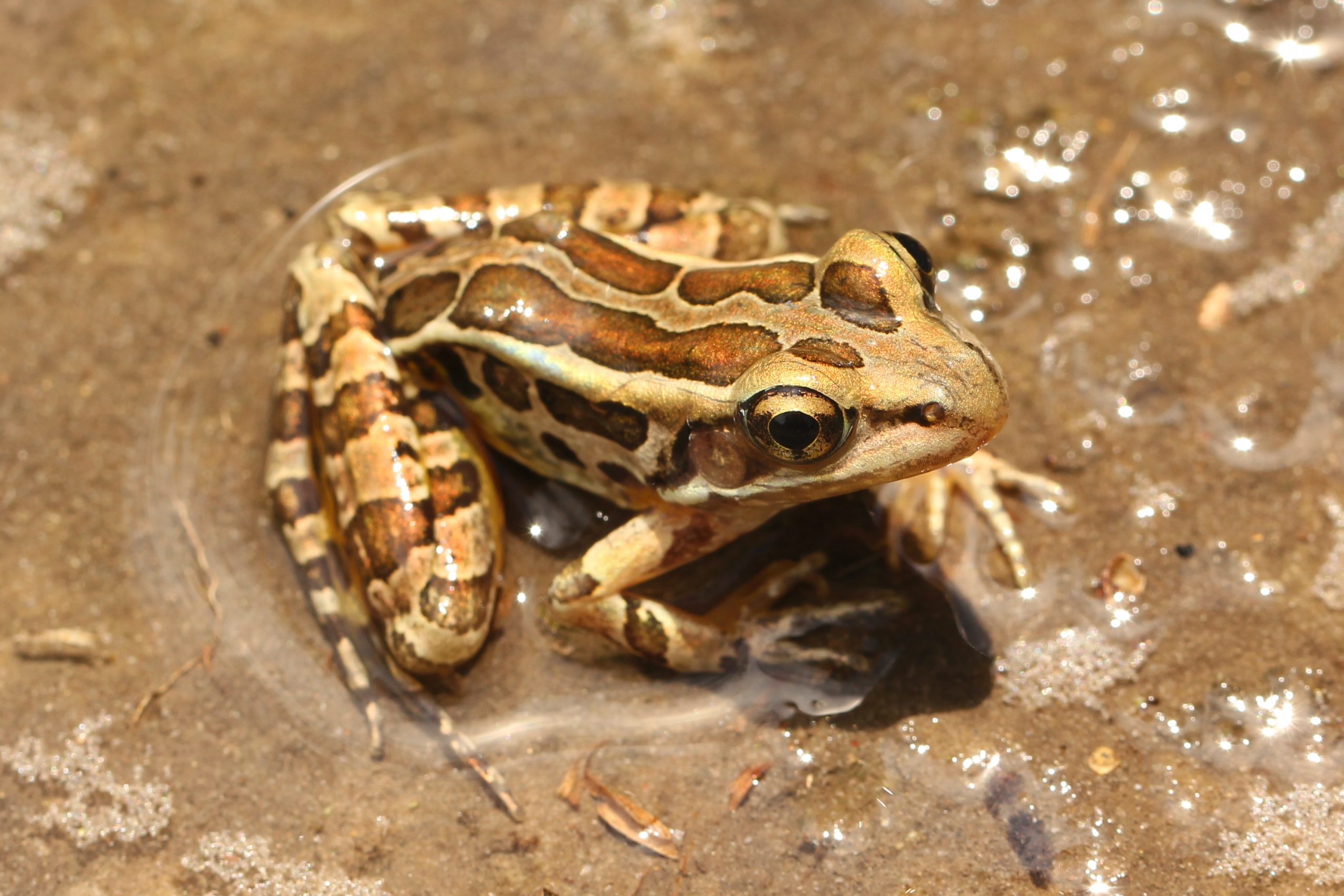 Pickerel Frog Reptiles and Amphibians of Mississippi