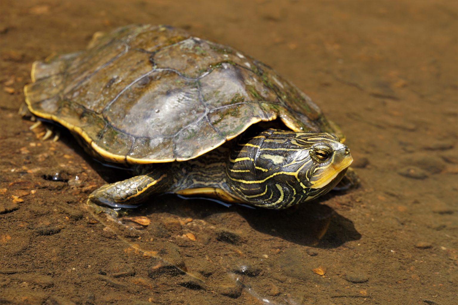 Mississippi Map Turtle: Care Sheet, Pictures, Tank Setup,.