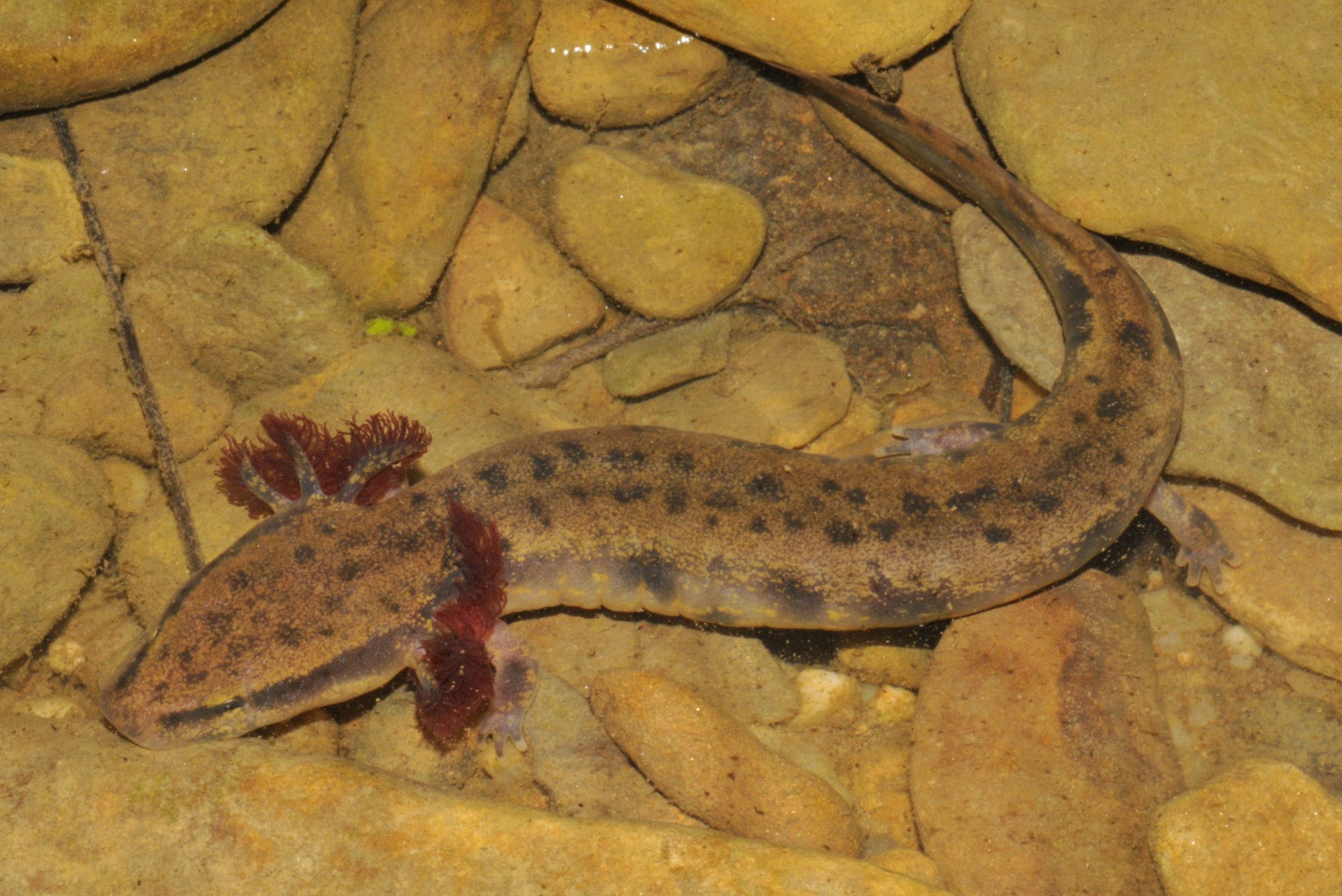 Red River Mudpuppy Reptiles and Amphibians of Mississippi