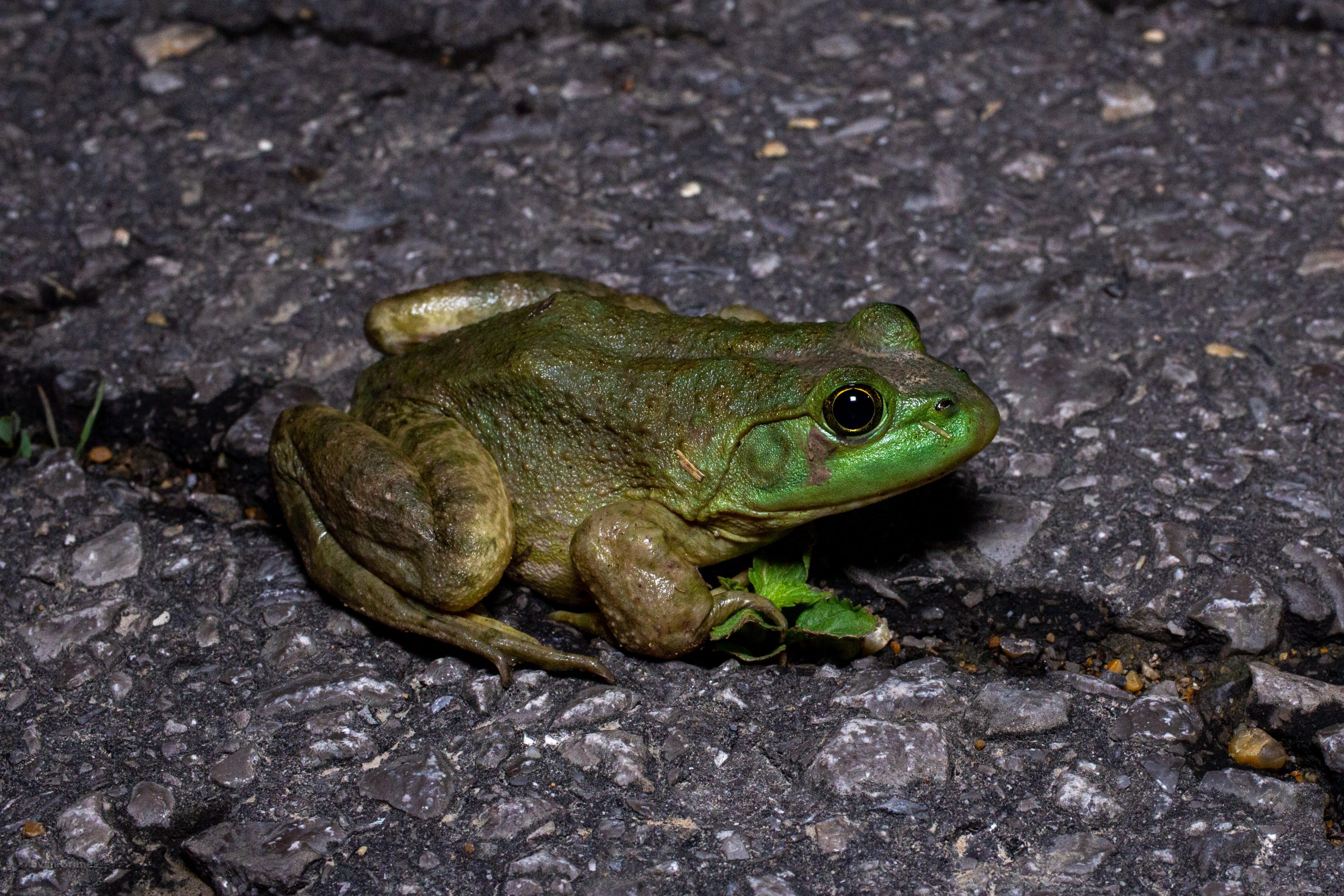 American Bullfrog Reptiles and Amphibians of Mississippi