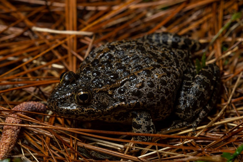 Dusky Gopher Frog Reptiles and Amphibians of Mississippi