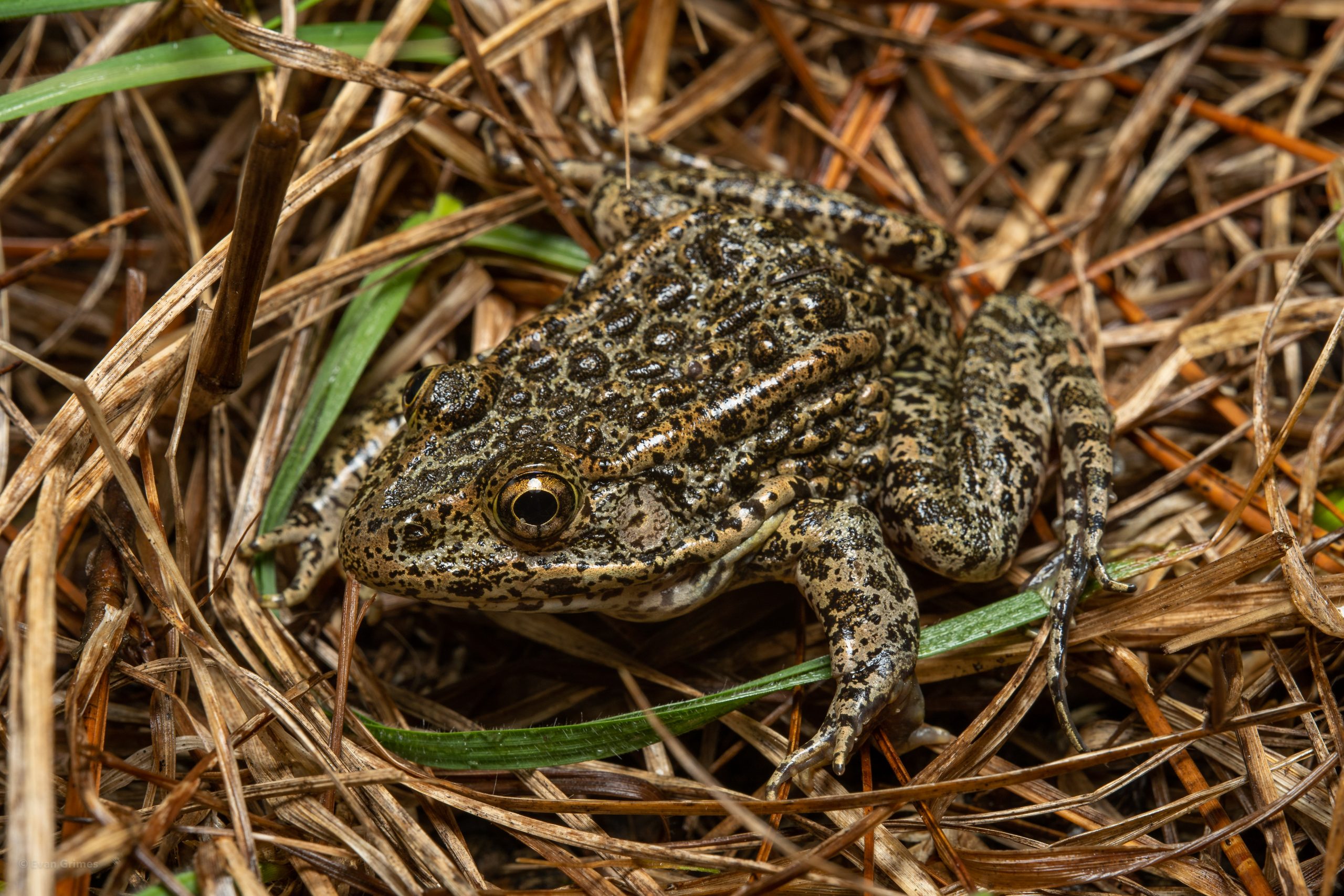 Dusky Gopher Frog Reptiles and Amphibians of Mississippi