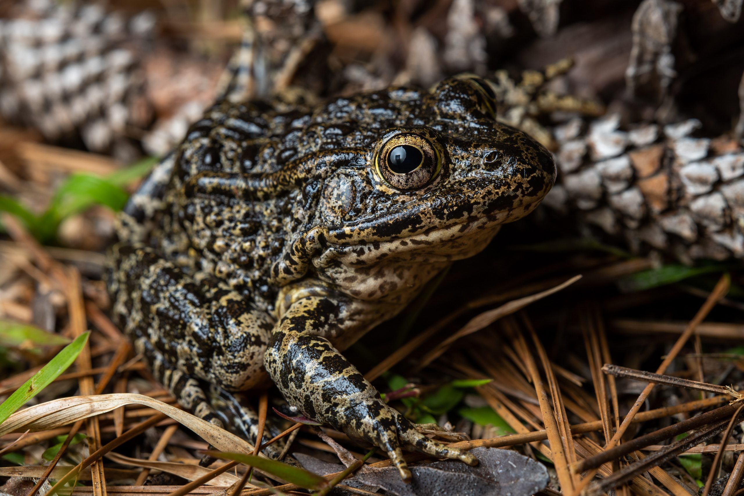 Dusky Gopher Frog Reptiles and Amphibians of Mississippi