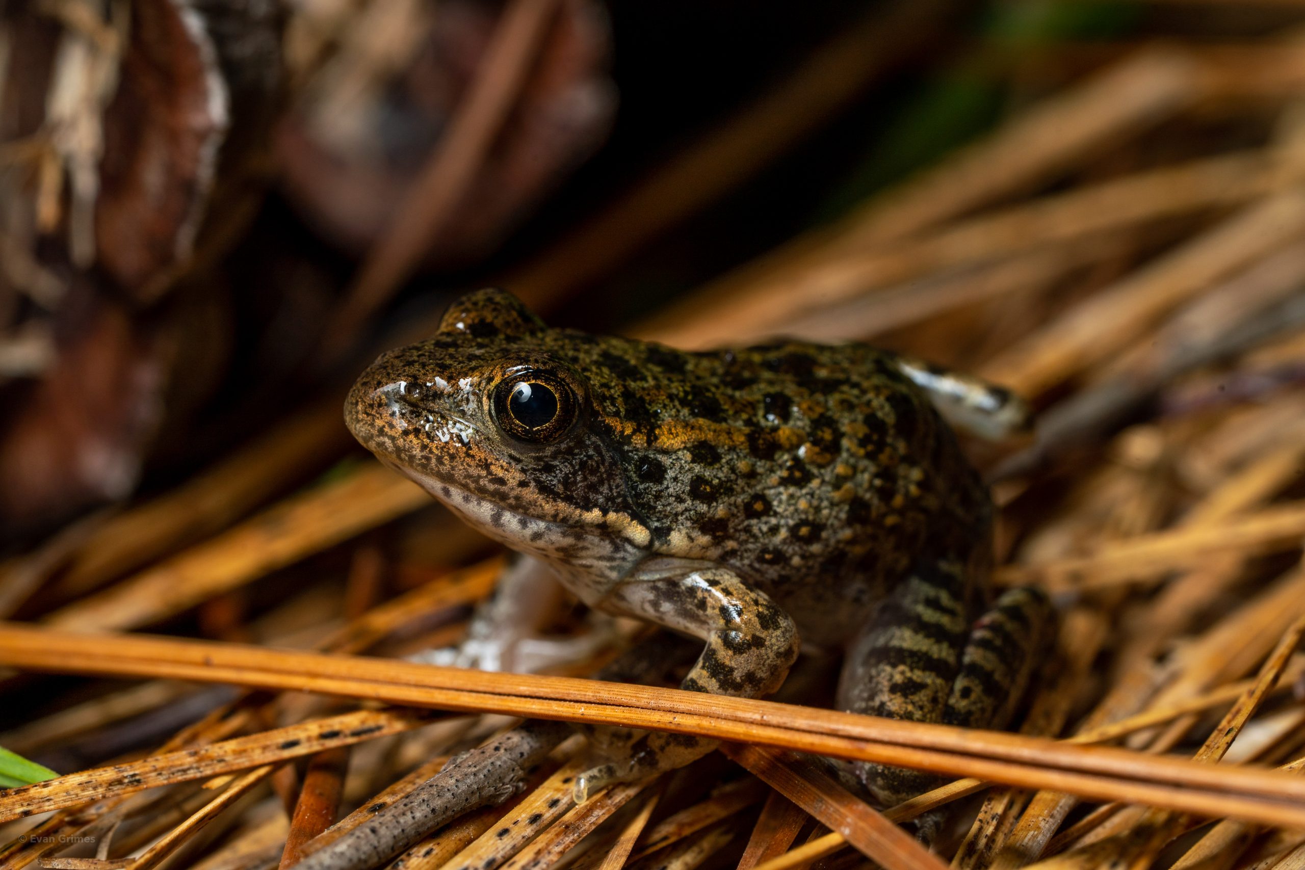 Dusky Gopher Frog Reptiles and Amphibians of Mississippi