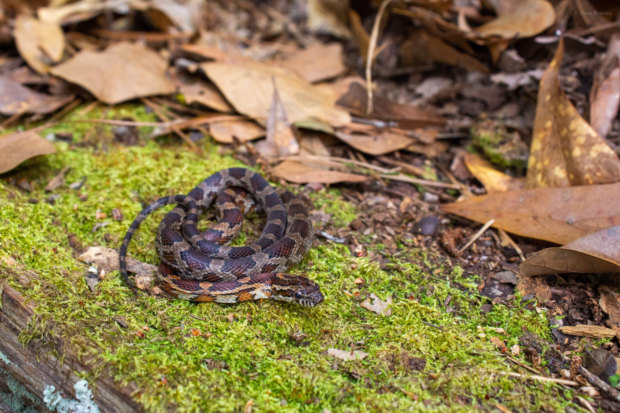 Red Cornsnake Reptiles and Amphibians of Mississippi