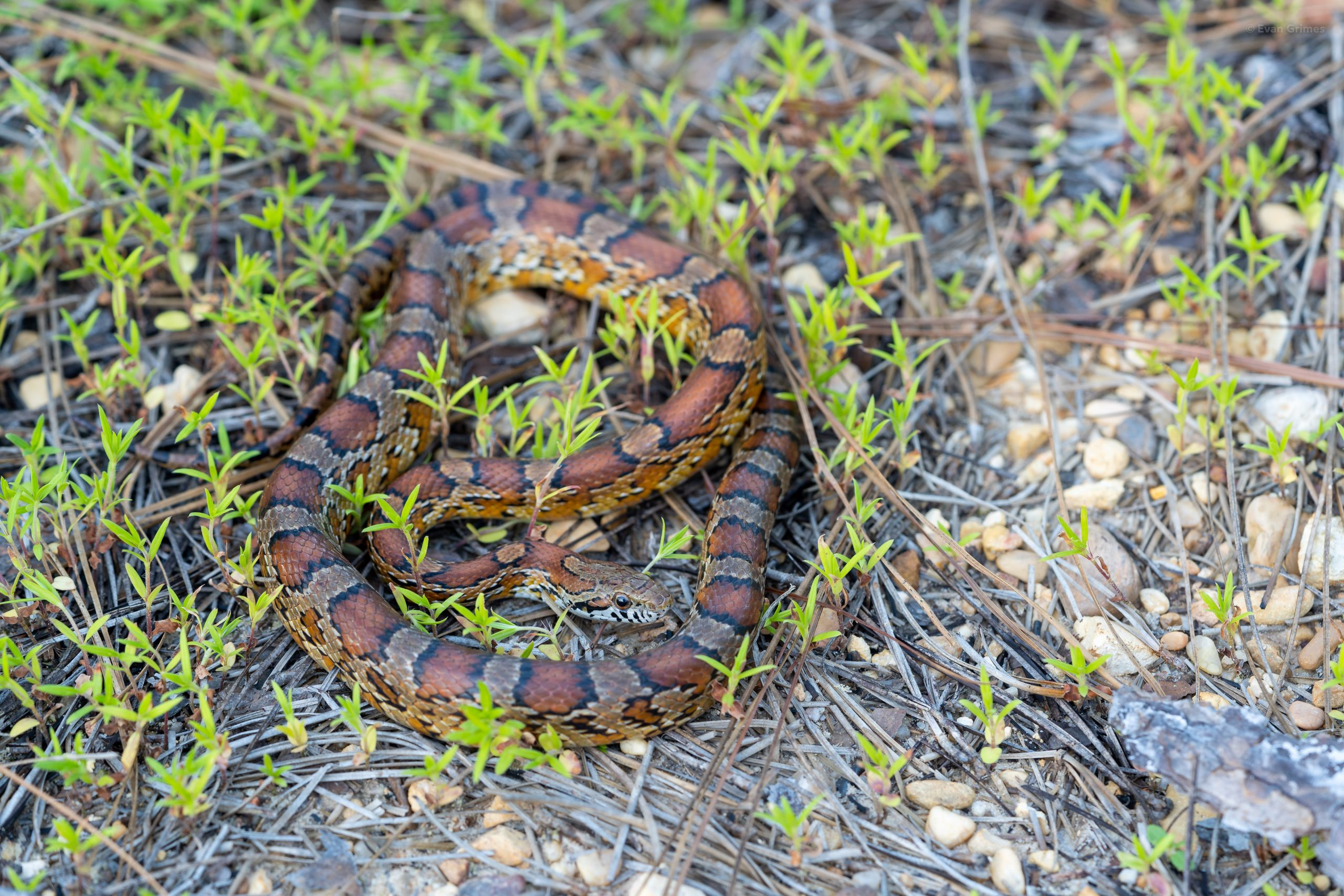 Red Cornsnake Reptiles and Amphibians of Mississippi