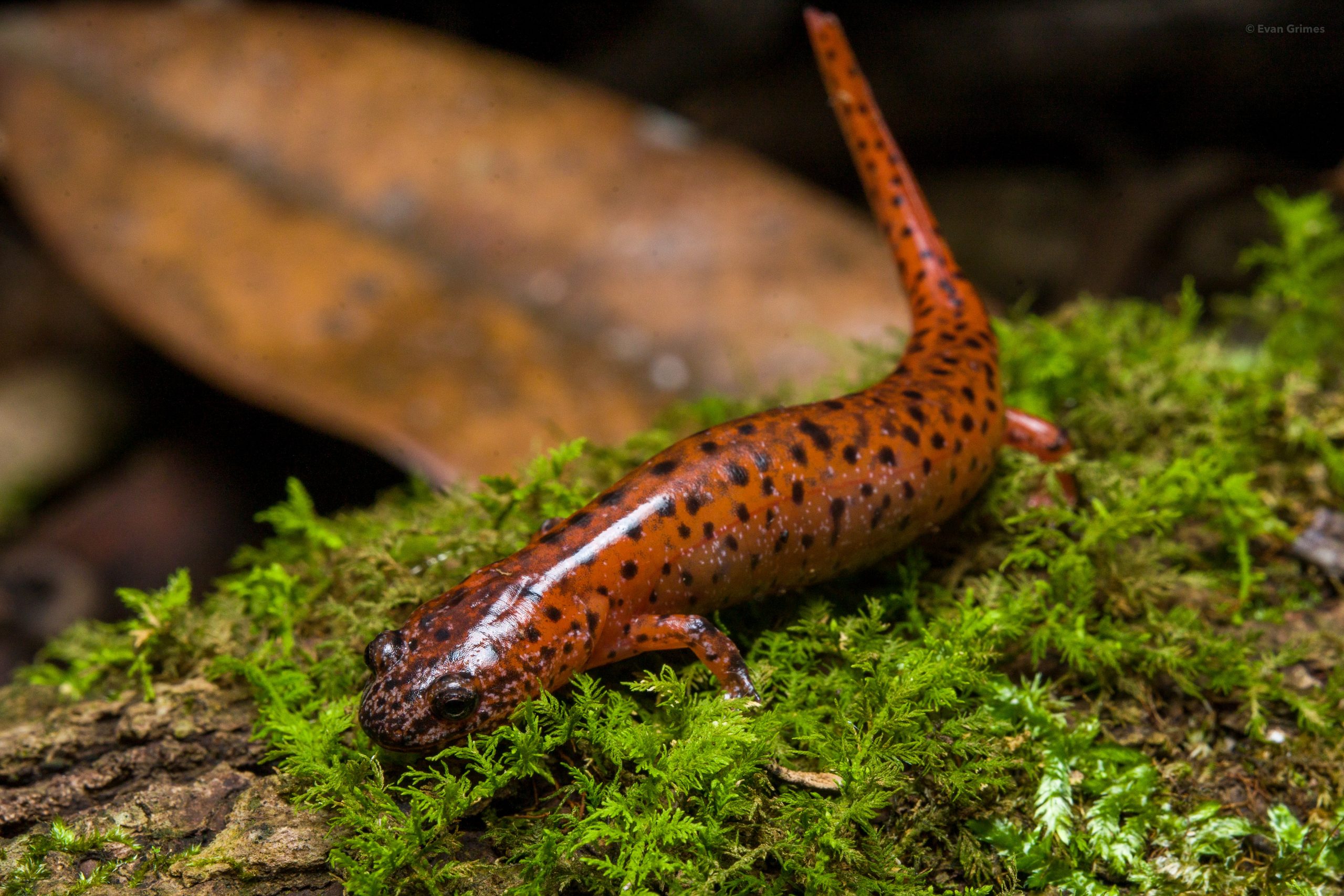 Red Salamander Reptiles and Amphibians of Mississippi
