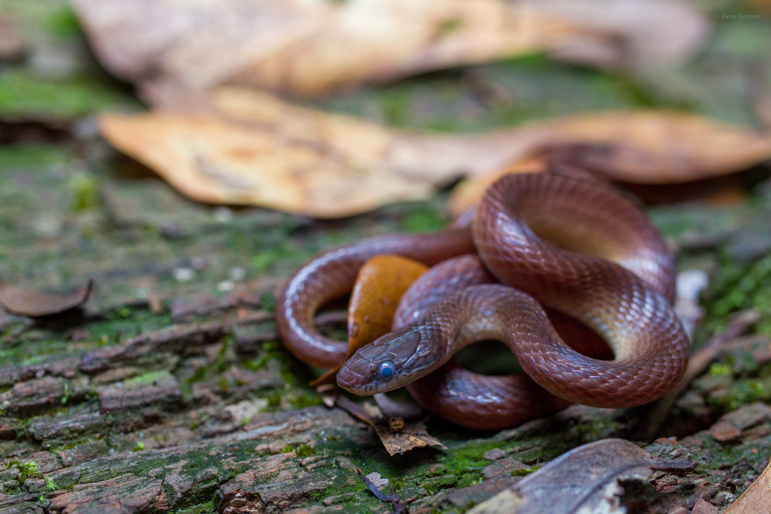 Pine Woods Littersnake Reptiles and Amphibians of Mississippi