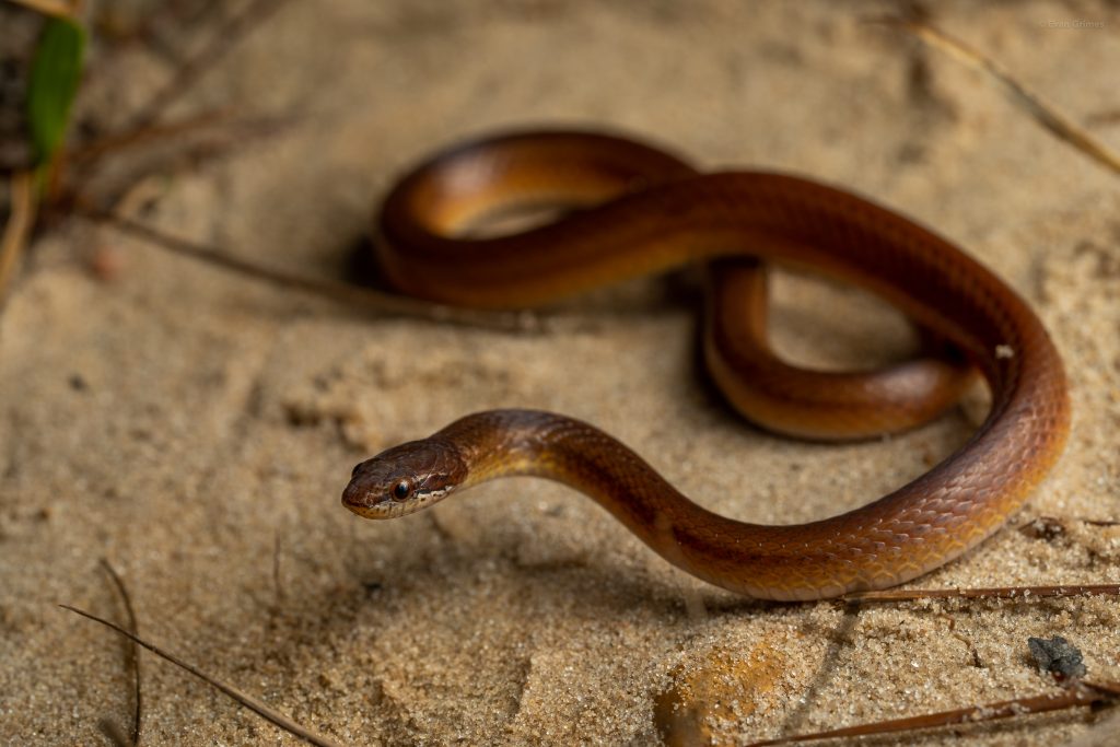 Pine Woods Littersnake Reptiles and Amphibians of Mississippi