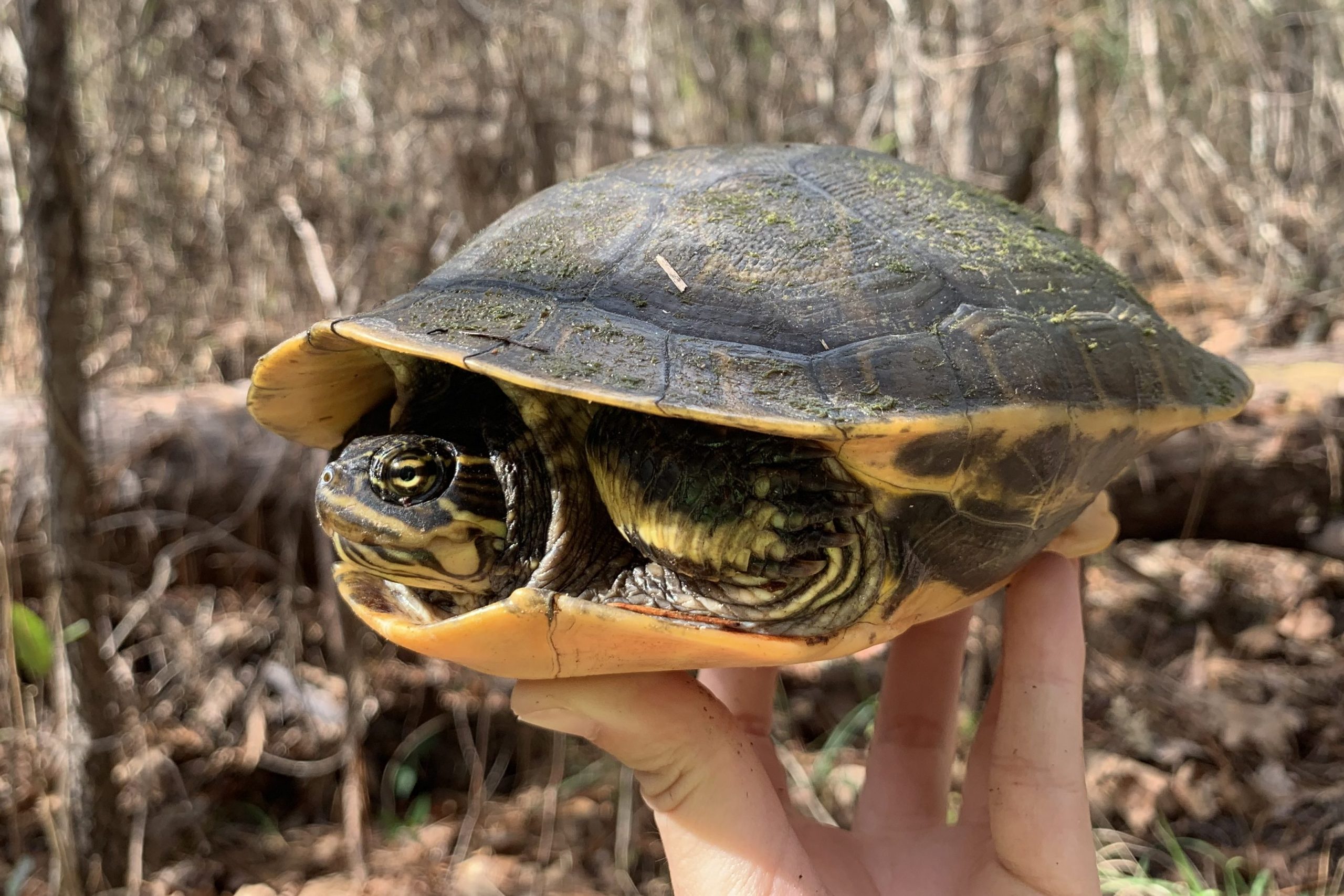 Chicken Turtle Reptiles and Amphibians of Mississippi