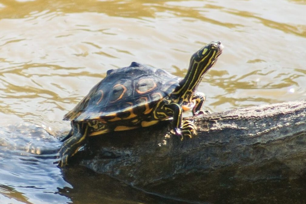 Mississippi Map Turtle Care Guide All Turtles