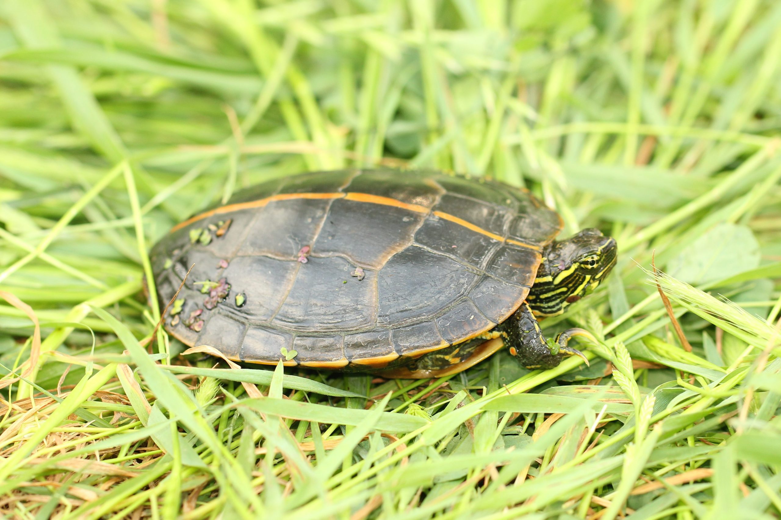 Southern Painted Turtle Reptiles and Amphibians of Mississippi