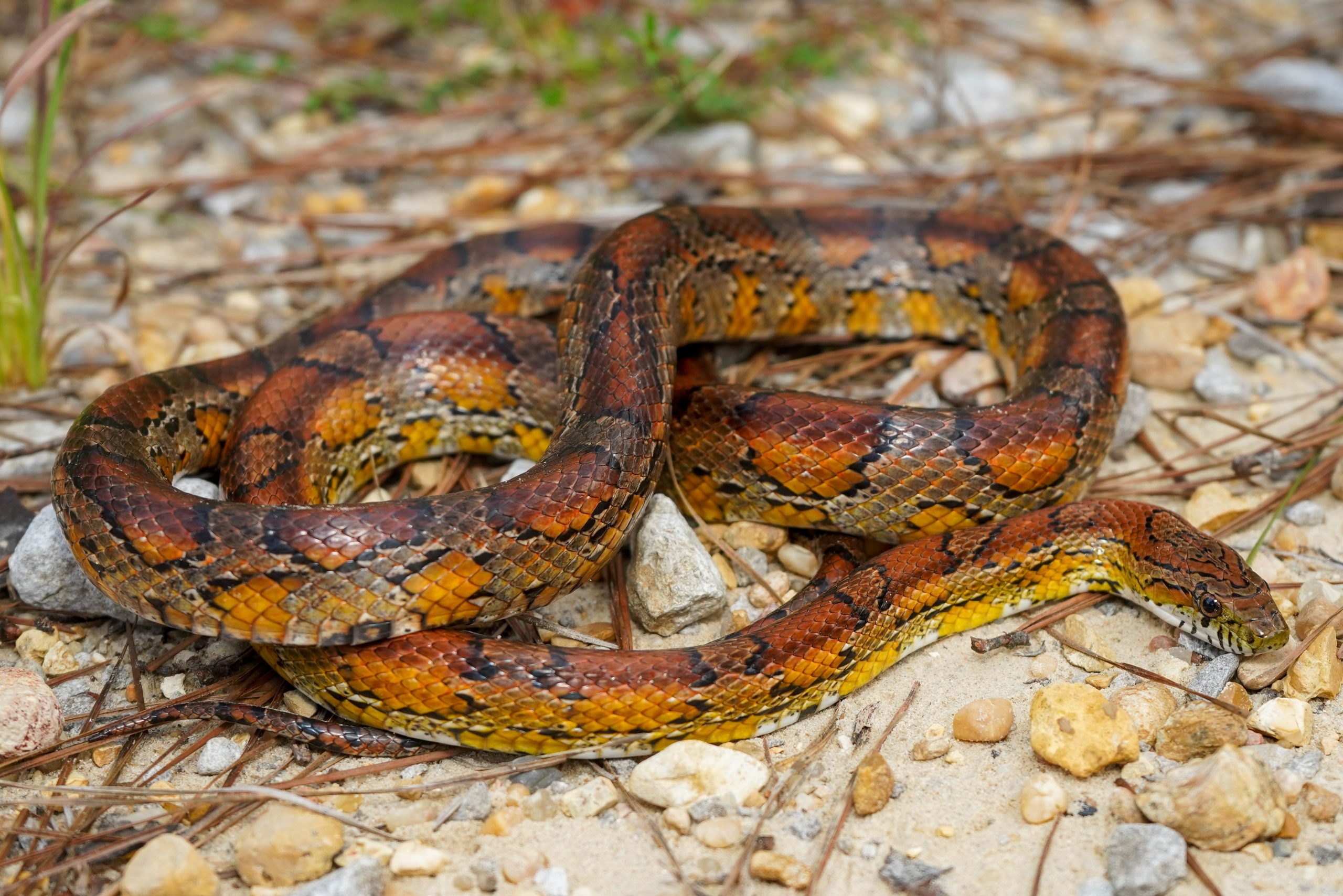 Red Cornsnake Reptiles and Amphibians of Mississippi