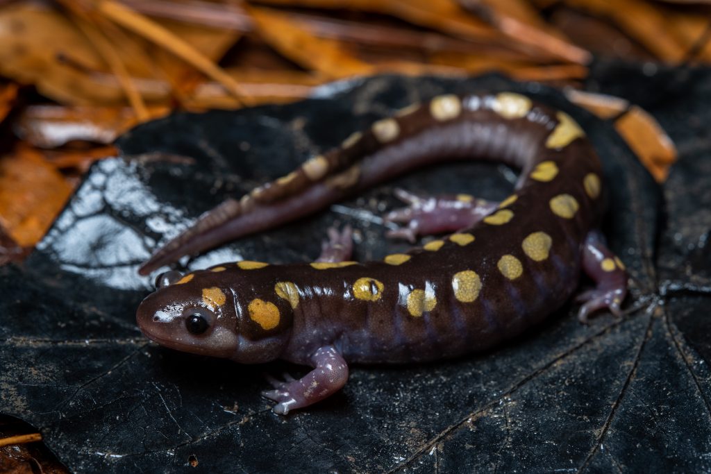 Amphibians Salamanders