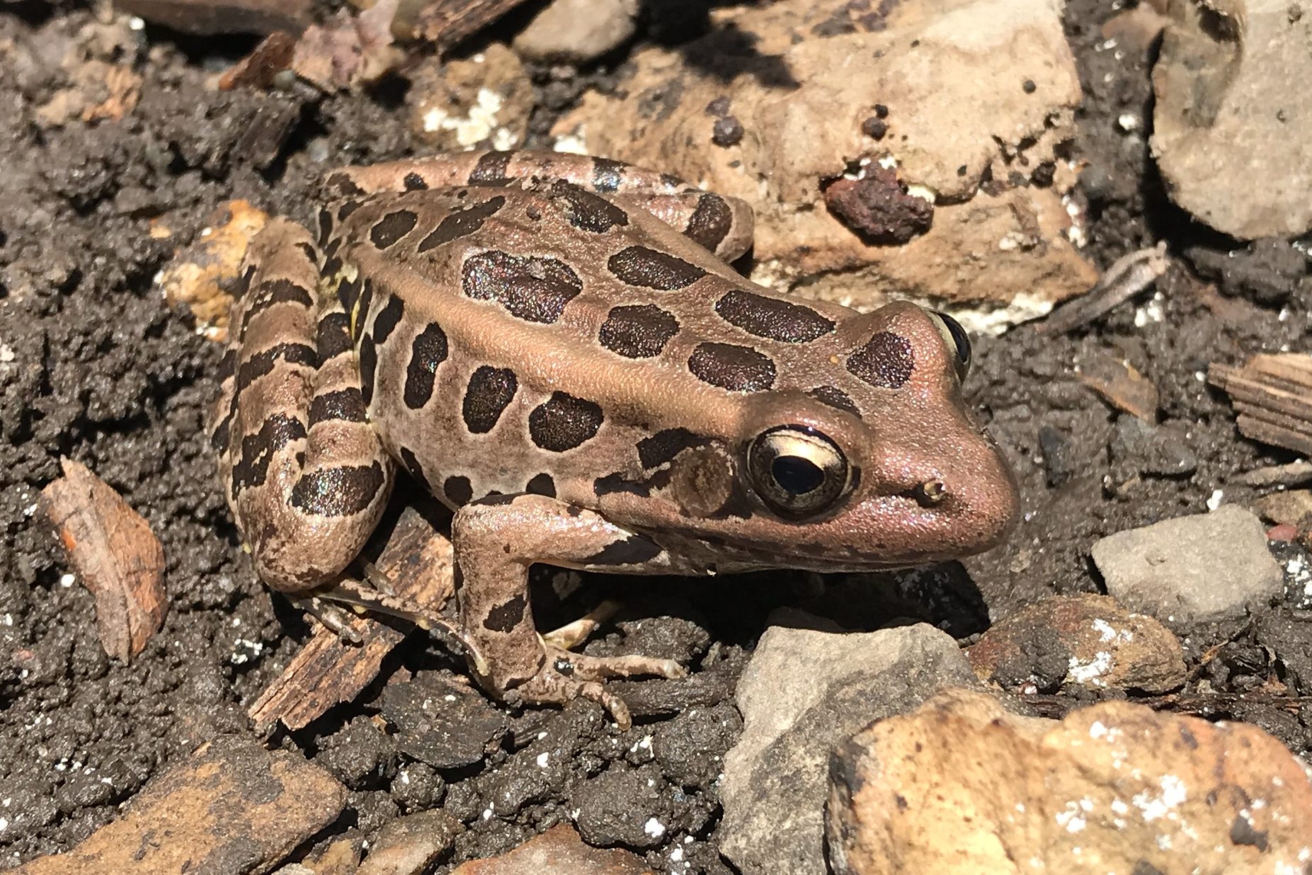 Pickerel Frog Reptiles and Amphibians of Mississippi